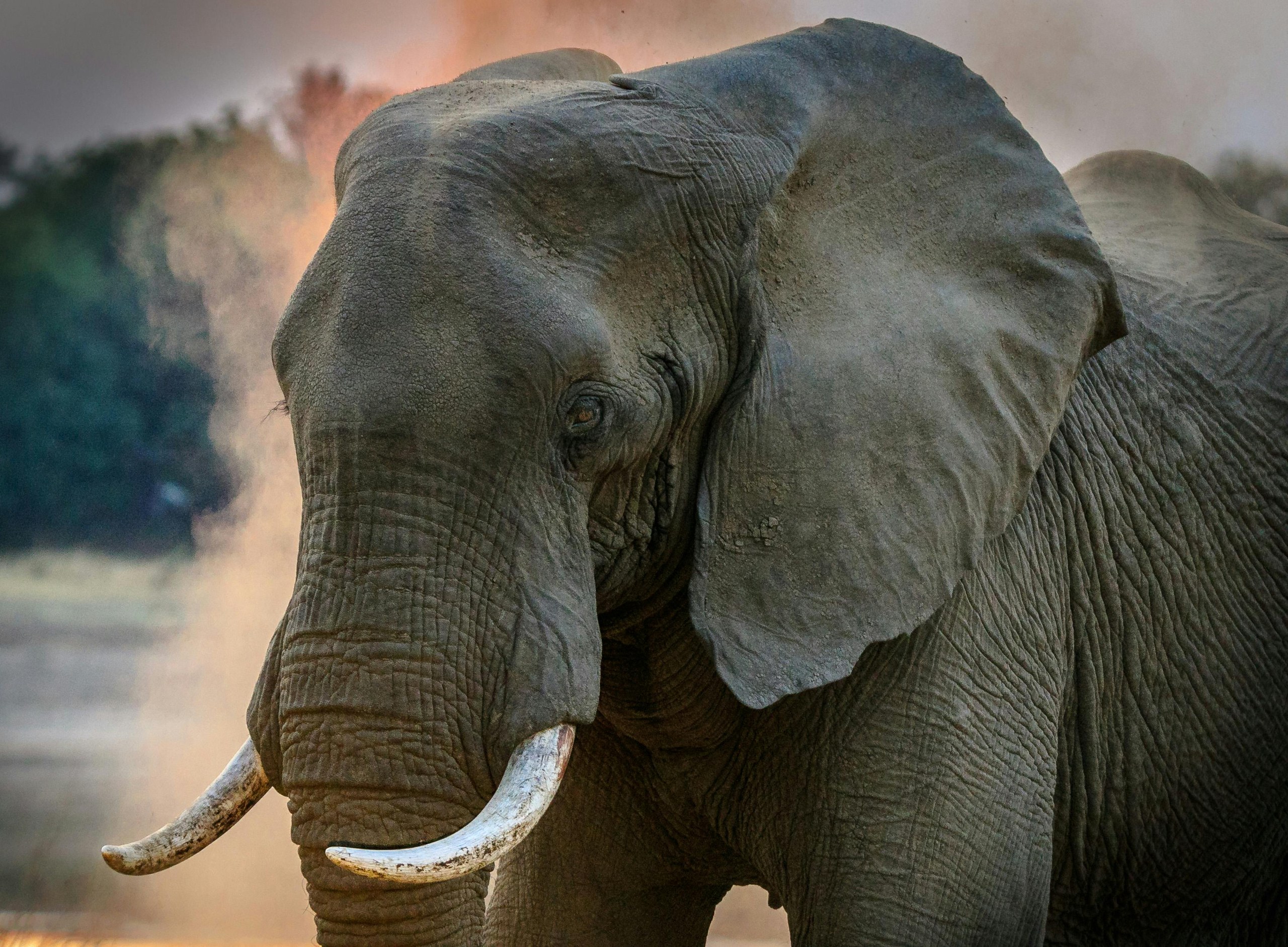 Galería de Amboseli 2